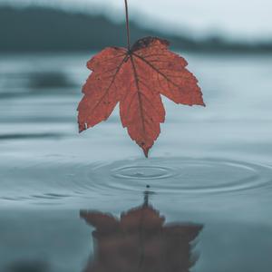 韩国人与小羊小马配对黄色一级片
